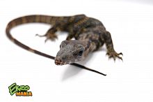 Варан Азиатский (Varanus rudicollis) Sumatra  S
