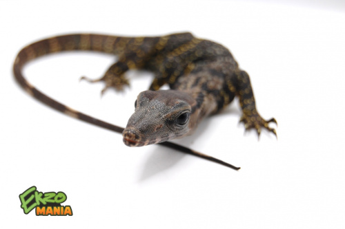 Варан Азиатский (Varanus rudicollis) Sumatra  S