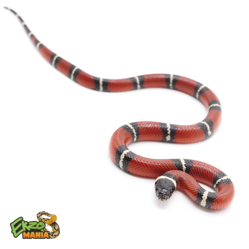 Синалойская королевская змея (Lampropeltis polyzona sinaloae) фото 2