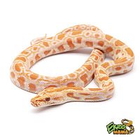 Тигровый питон (Python molurus) Albino Тигровый питон (Python molurus) Albino