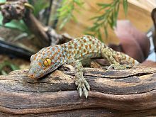 Геккон Токи (Gekko gecko) самка