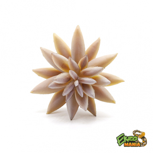 Суккулент 5 фото 2