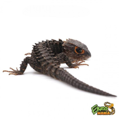 Крокодиловый сцинк (Tribolonotus gracilis) jayapura