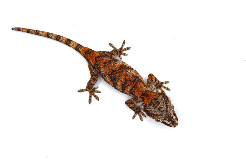 Ушастый бананоед (Rhacodactylus auriculatus) Orange Blotch (самец) фото 2