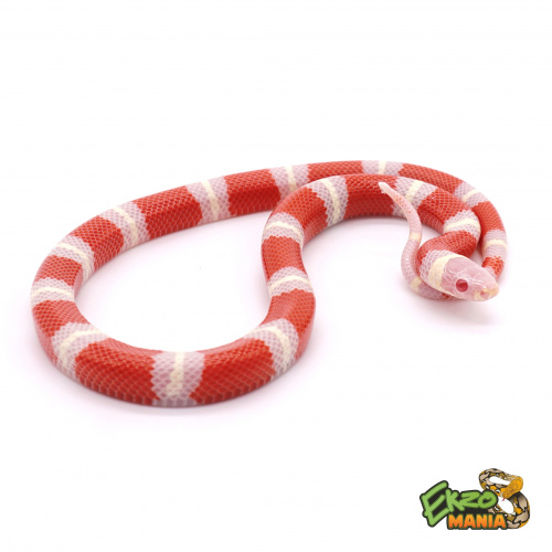 Молочная змея Нельсона albino Т- (Lampropeltis triangulum nelsoni) фото 3