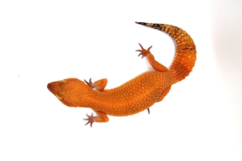 Пятнистый эублефар (Eublepharis macularius) Blood (самка) фото 3