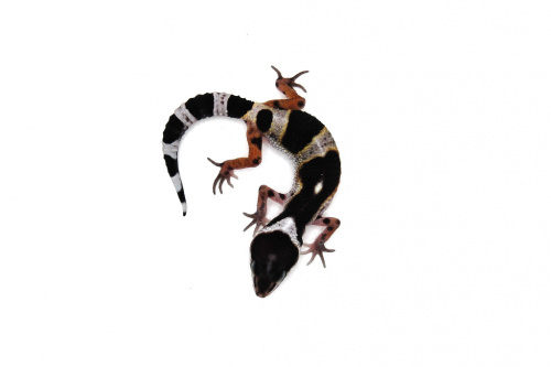 Пятнистый эублефар (Eublepharis macularius) Mack Snow cross Black Night фото 2