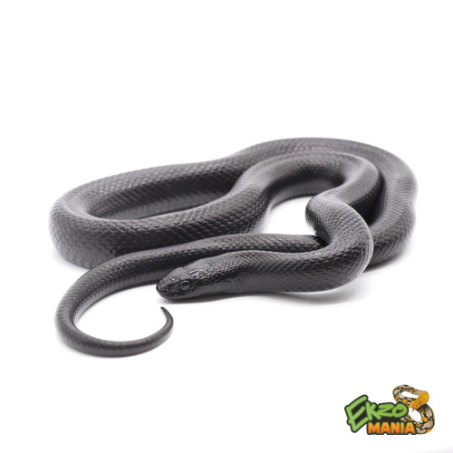 Королевская змея нигрита (Lampropeltis californiae nigrita) фото 2