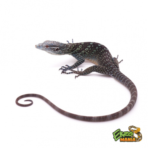 Варан макрея (Varanus macraei) фото 2