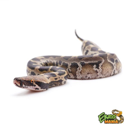 Питон короткохвостый (Python curtus)