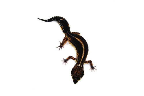 Пятнистый эублефар (Eublepharis macularius) Black Night (12.3.2990) (2025г) фото 2