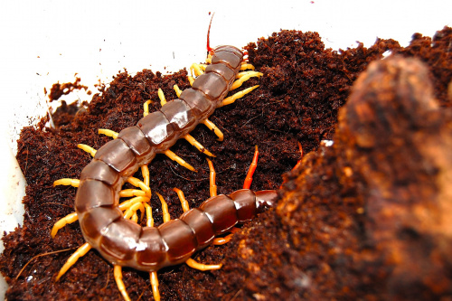 Scolopendra deehani