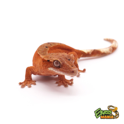 Реснитчатый бананоед Red Bi-color Dalmatian фото 2