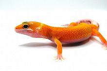 Пятнистый эублефар (Eublepharis macularius) Super Hypo Tangerine W&Y (2025г)