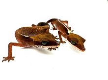 Кошачий геккон (Aeluroscalobates felinus) Пара