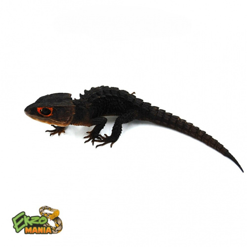 Крокодиловый сцинк (Tribolonotus gracilis) jayapura фото 3