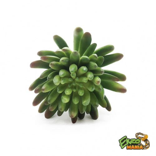 Суккулент 17 фото 2