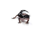 Пятнистый эублефар (Eublepharis macularius) Mack Snow cross Black Night het Eclipse, 66% het Tremper Albino (2025г)