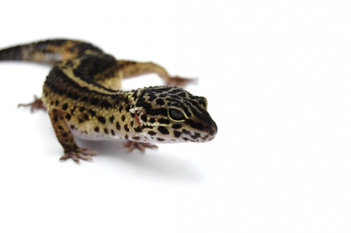 Пятнистый эублефар (Eublepharis macularius) Black Night (самка) 26