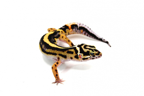 Пятнистый эублефар (Eublepharis macularius) Bandit stripe phet Bell Albino фото 2