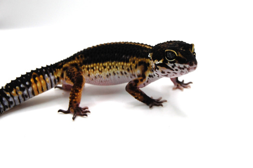 Пятнистый эублефар (Eublepharis macularius) Black Night (12.3.2990) (2025г) фото 3