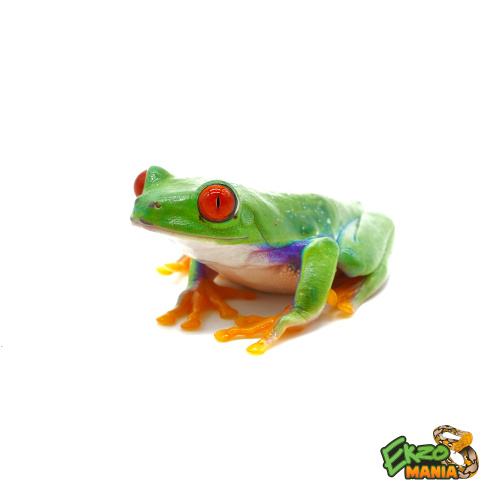 Красноглазая квакша Milky Way (Agalychnis callidryas Milky Way) фото 2