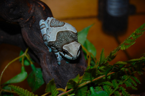 Жабовидная квакша арлекин (Phrynohyas resinifictrix)