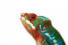 Пантеровый хамелеон (Furcifer Pardalis) самец