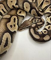Королевский питон (Python regius) Phantom pastel (самец)