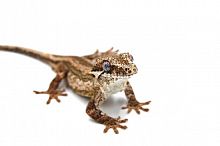 Ушастый бананоед (Rhacodactylus auriculatus) Normal Stripe (самец)