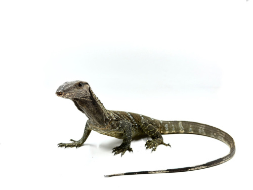 Южноазиатский варан (Varanus rudicollis) фото 2