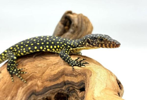Варан мангровый (Varanus indicus)