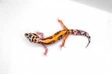 Пятнистый эублефар (Eublepharis macularius) Mack Snow Bell Albino White&Yellow