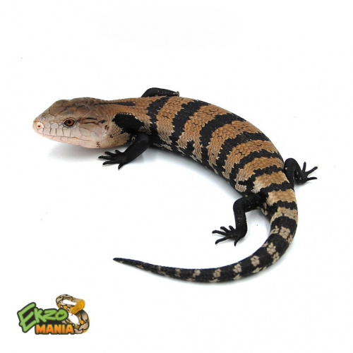 Синеязыкий  сцинк гигантский (Tiliqua gigas) Halmahera L фото 2