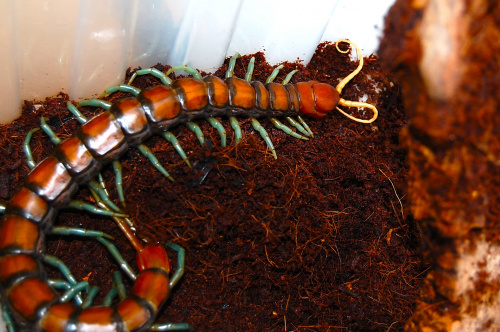 Scolopendra sp "mint legs"