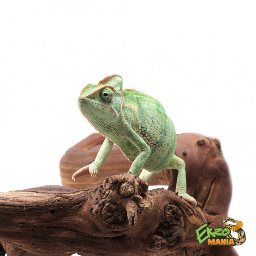 Йеменский хамелеон (Chamaeleo calyptratus) самка фото 2