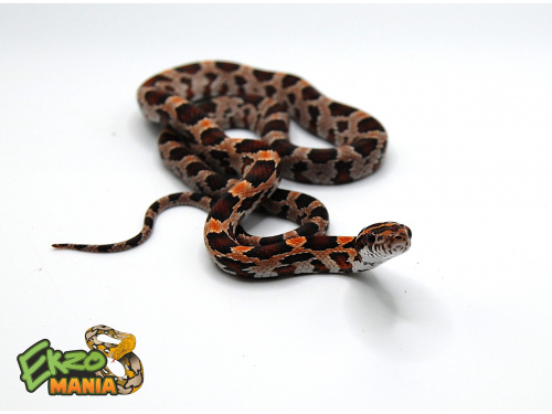 Маисовый полоз (Pantherophis guttatus) Okeetee фото 2