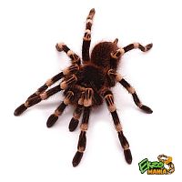Паук (Acanthoscurria geniculata) L4-5 самка