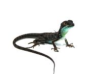 Василиск шлемоносный (Basiliscus basiliscus)