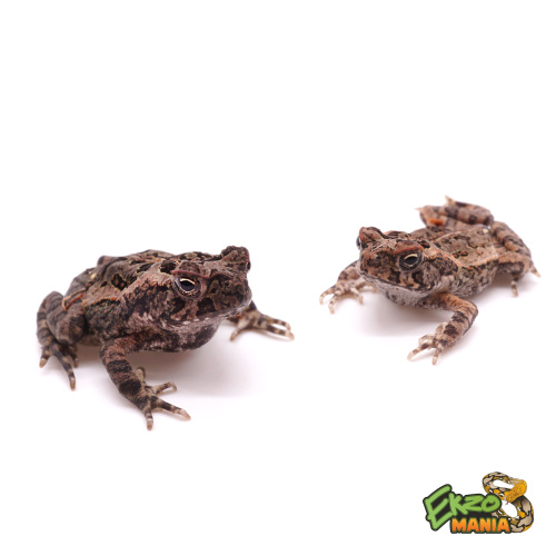 Суринамская жаба-ага (Suriname Giant Marine Toad) фото 2