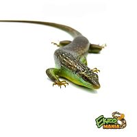 Дазия оливковая (Dasia olivacea) Central java