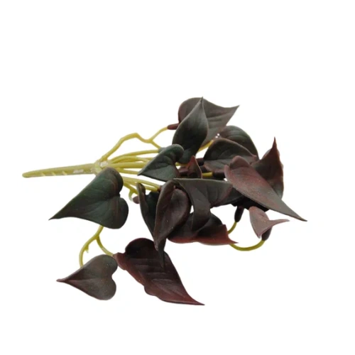 Базилик бурый