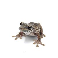 Краснопятнистая жабовидная квакша (Trachycephalus nigromaculatus), М