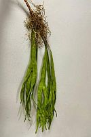 Олений рог большой