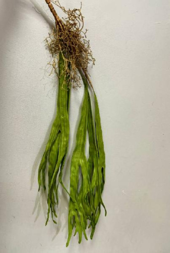 Олений рог большой