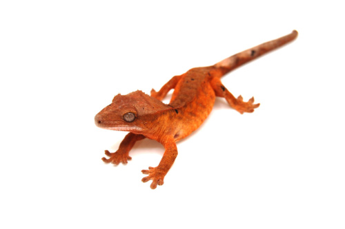 Реснитчатый бананоед (Rhacodactylus ciliatus) Bi-color (н/о) фото 2