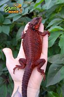 Бородатая агама (Pogona vitticeps) Red Monster