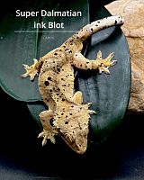 Реснитчатый бананоед (Rhacodactylus ciliatus) Super Dalmatian ink Blot (самец)