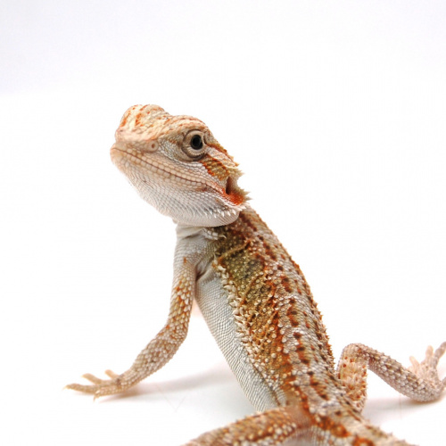 Бородатая агама  (Pogona vitticeps) Hypo het Zero, Trans фото 3