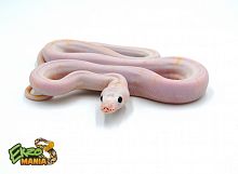 Сетчатый питон (Python reticulatus) Leucistic CB